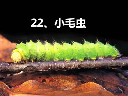 二年级语文下册22小毛虫(课件)(共24张PPT)(1)