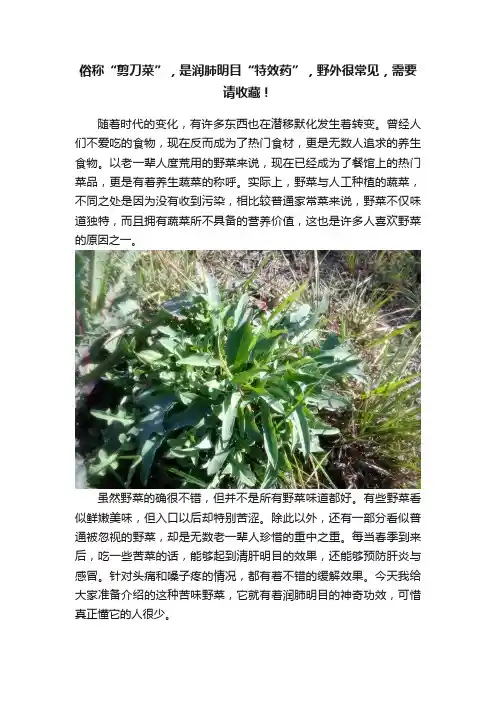俗称“剪刀菜”，是润肺明目“特效药”，野外很常见，需要请收藏！