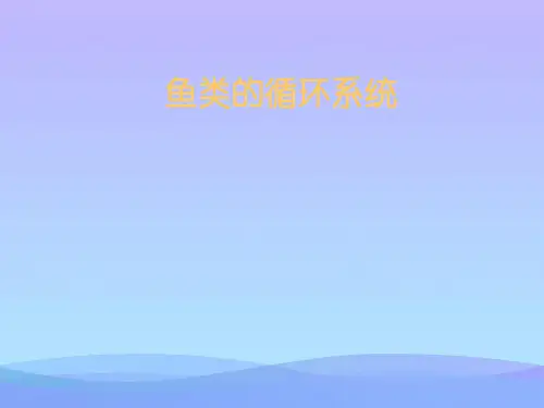 鱼类的循环系统.2021优秀PPT文档