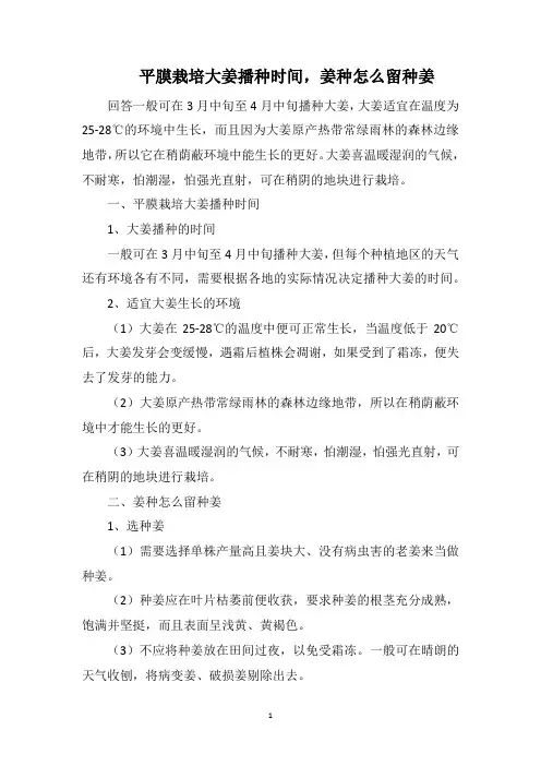 平膜栽培大姜播种时间,姜种怎么留种姜