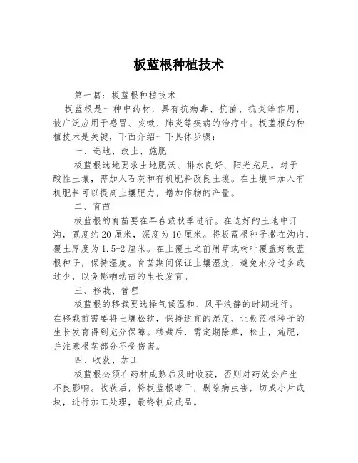 板蓝根种植技术