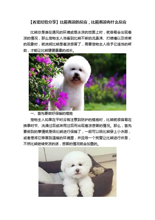 【养宠经验分享】比熊着凉的反应，比熊着凉有什么反应