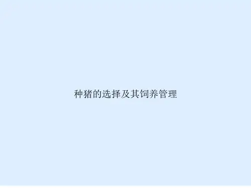 种猪的选择及其饲养管理