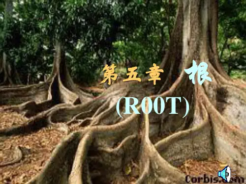 植物学-根