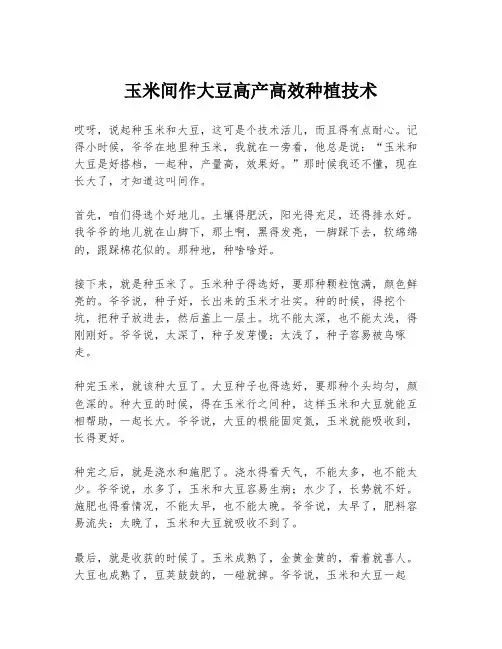 玉米间作大豆高产高效种植技术