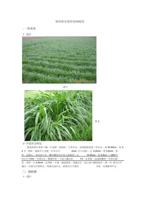草坪杂草种类