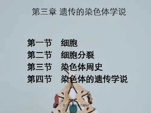 第三章遗传染色BXJ