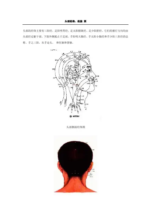 头部经络