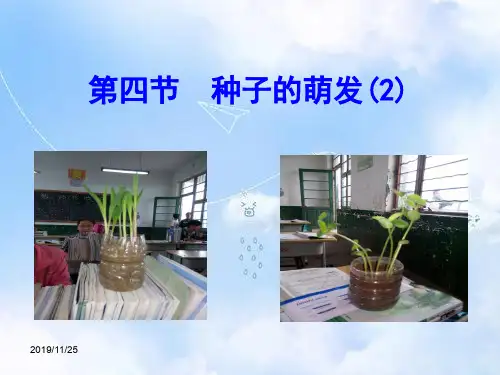 济南版初二生物上册1第4节种子的萌发PPT课件(2)
