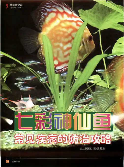 七彩神仙鱼常见疾病的防治攻略