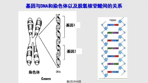 遗传信息表达复习