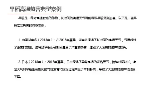 早稻高温热害典型案例