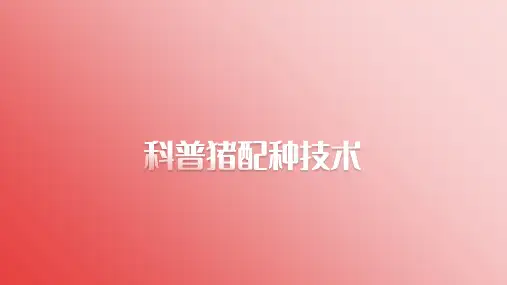 猪配种技术