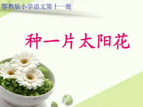 种一片太阳花