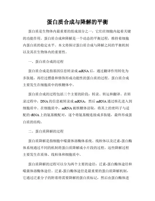 蛋白质合成与降解的平衡