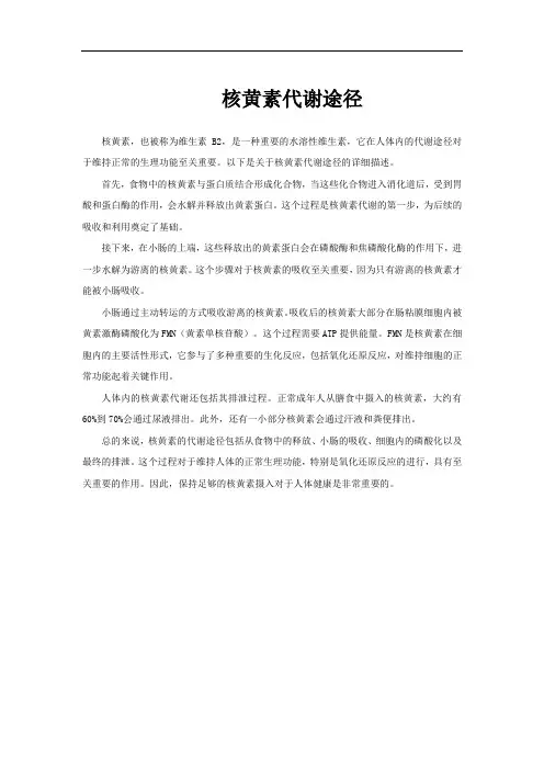 核黄素代谢途径