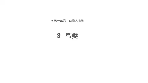 四年级上册科学课件3鸟类