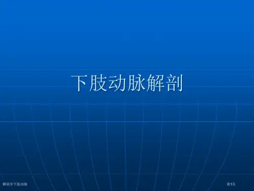 解剖学下肢动脉