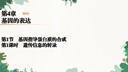 4.1.1遗传信息的转录(教学课件)-高中生物人教版(2019)必修2