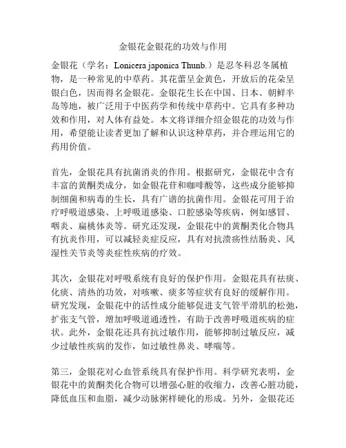 金银花金银花的功效与作用