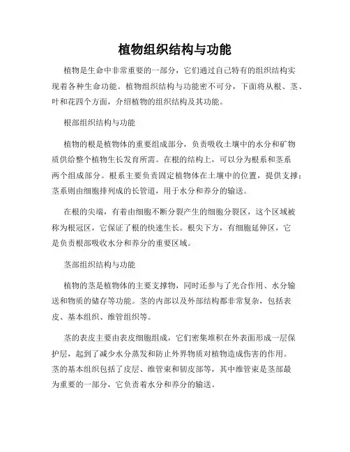 植物组织结构与功能