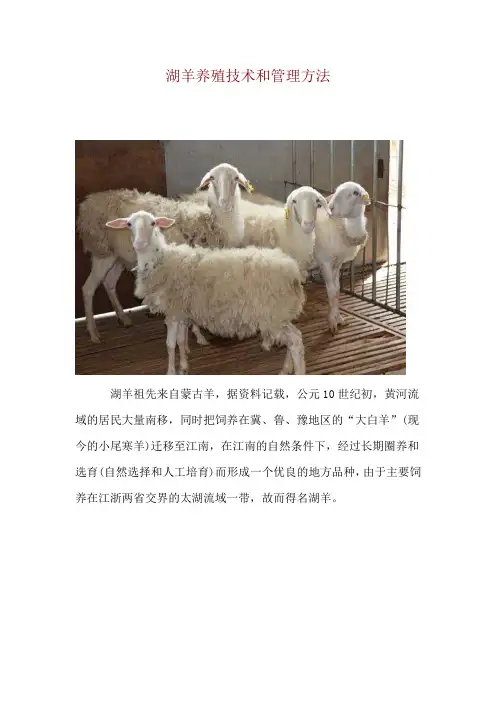 湖羊养殖技术和管理方法