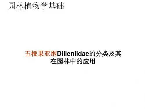 园林植物学 五桠果亚纲的分类及其在园林中...